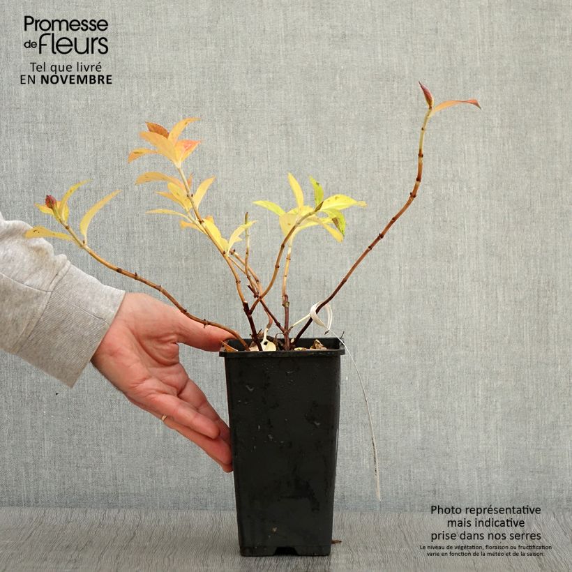Exemplar von Hydrangea French Bolero - Girlanden-Hortensie Topf mit 1,5L/2L wie im Herbst geliefert