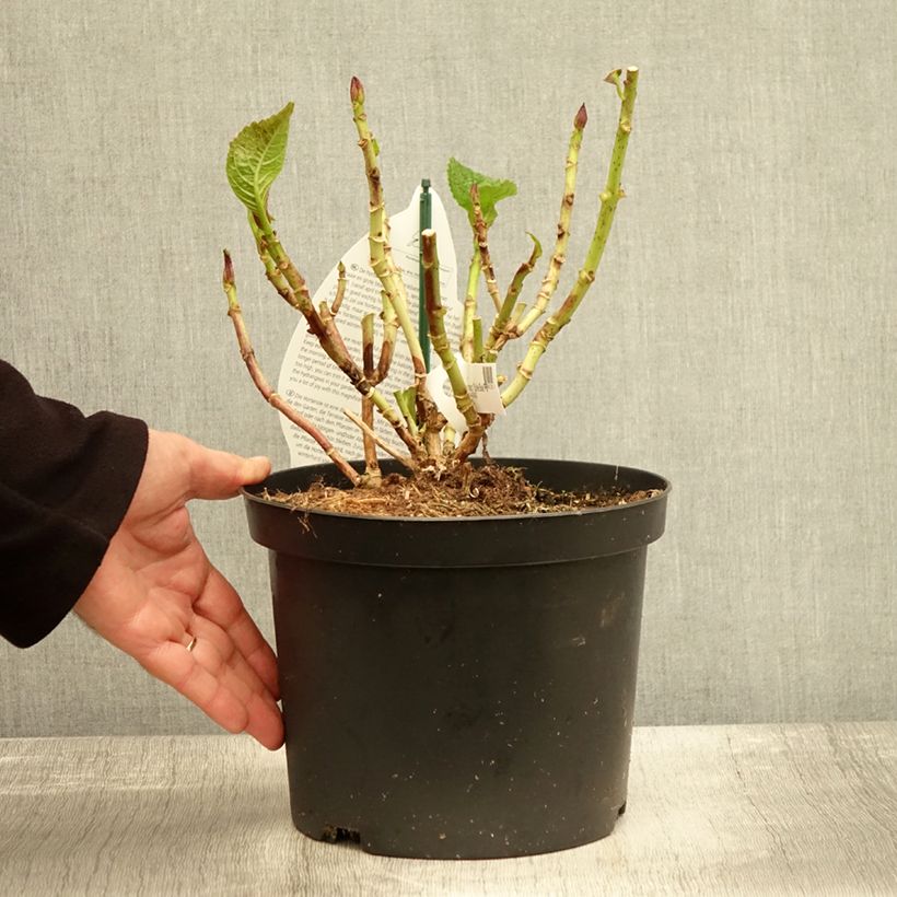 Exemplar von Hydrangea macrophylla Beautensia Spike - Bauernhortensie Topf mit 4L/5L wie im Herbst geliefert