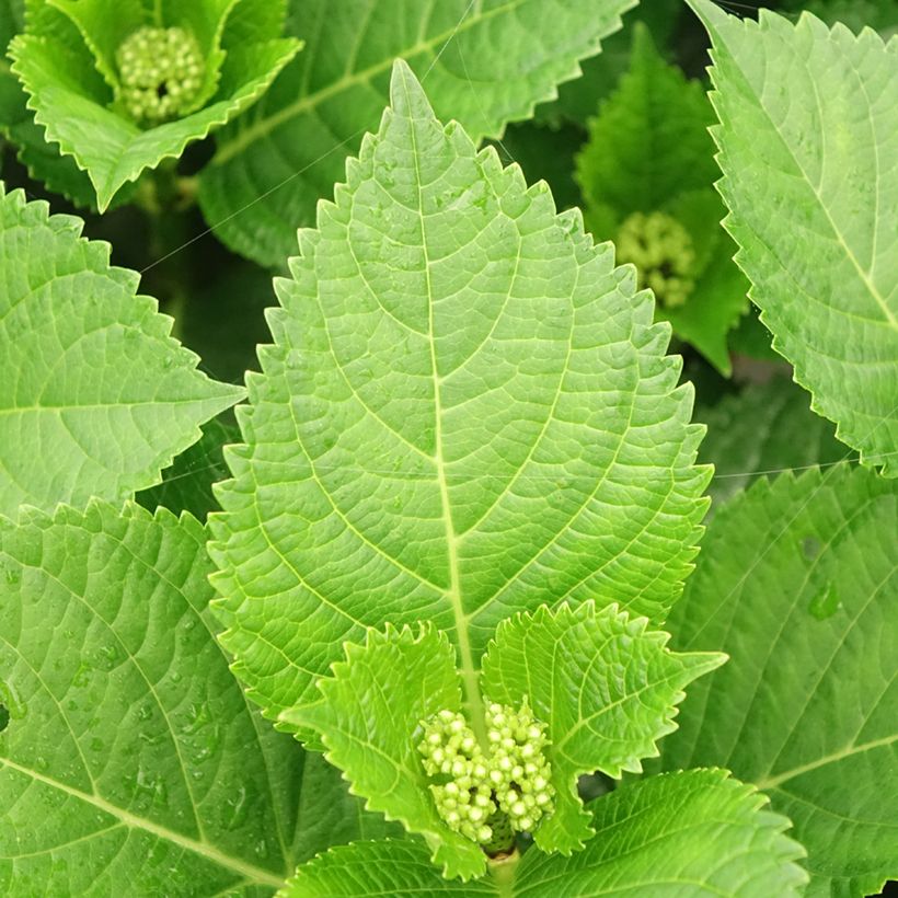 Hydrangea macrophylla Beautensia Spike - Bauernhortensie (Laub)