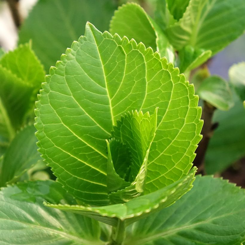 Hydrangea macrophylla Beautensia Spike - Bauernhortensie (Laub)