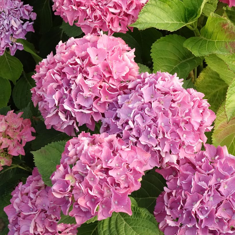 Hydrangea macrophylla Beautensia Spike - Bauernhortensie (Blüte)