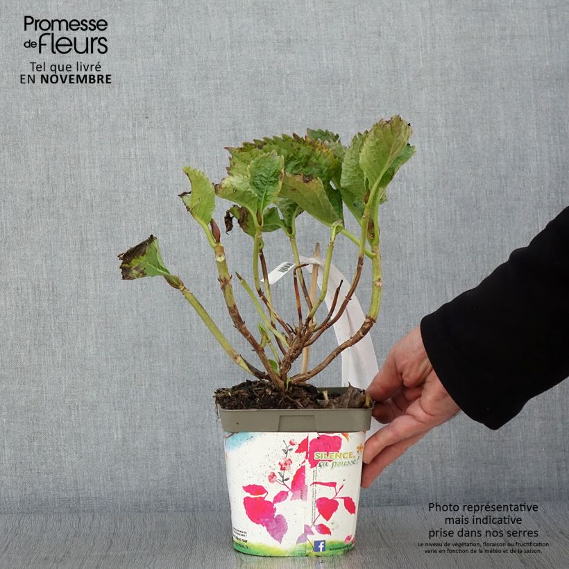 Exemplar von Hydrangea macrophylla Benelux Pink - Bauernhortensie Topf mit 2L/3L wie im Herbst geliefert
