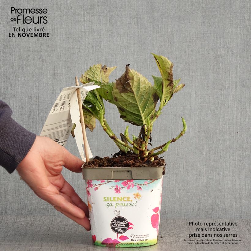 Exemplar von Hydrangea macrophylla Big Data Pink - Bauernhortensie Topf mit 2L/3L wie im Herbst geliefert