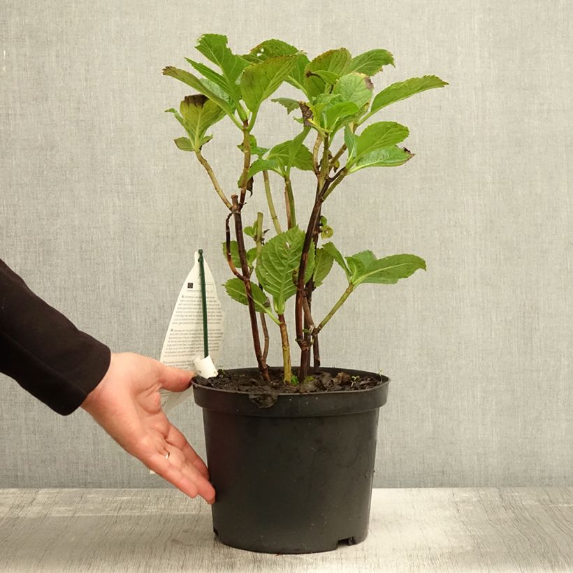 Exemplar von Hydrangea macrophylla Black Steel Purple - Bauernhortensie Topf mit 4L/5L wie im Herbst geliefert