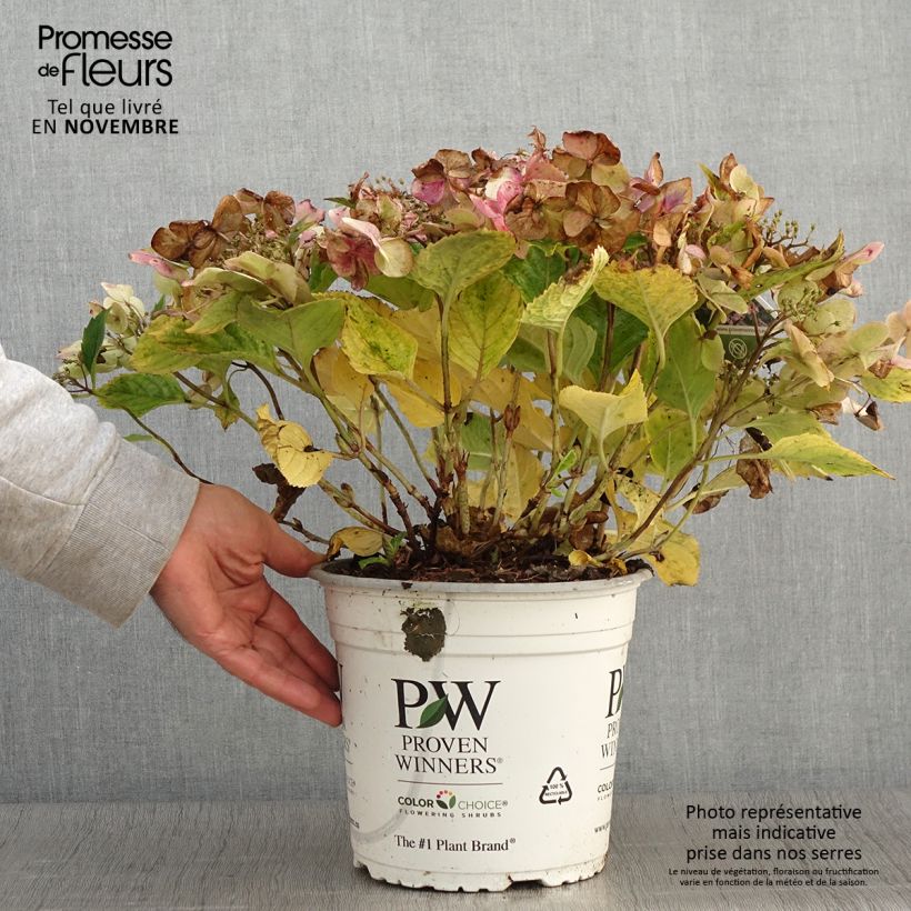 Exemplar von Hydrangea macrophylla Blueberry Cheesecake - Bauernhortensie Topf mit 4L/5L wie im Herbst geliefert
