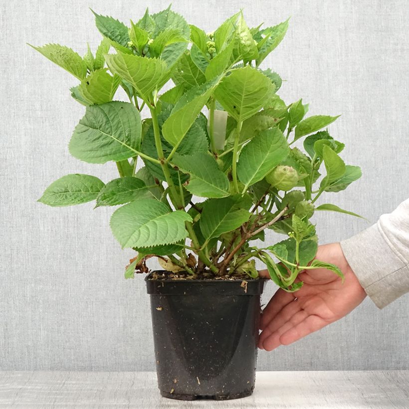 Exemplar von Hydrangea macrophylla Buchfink - Bauernhortensie Topf mit 2L/3L wie im Sommer geliefert