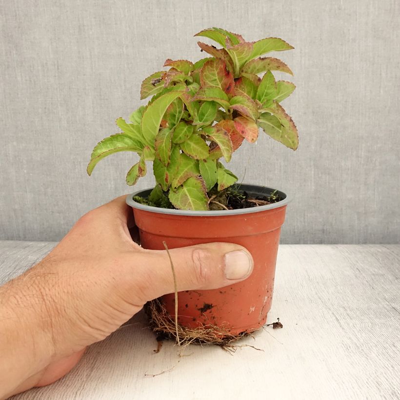 Exemplar von Hydrangea macrophylla Caipirinha - Bauernhortensie Topf 12 cm / 13 cm wie im Sommer geliefert