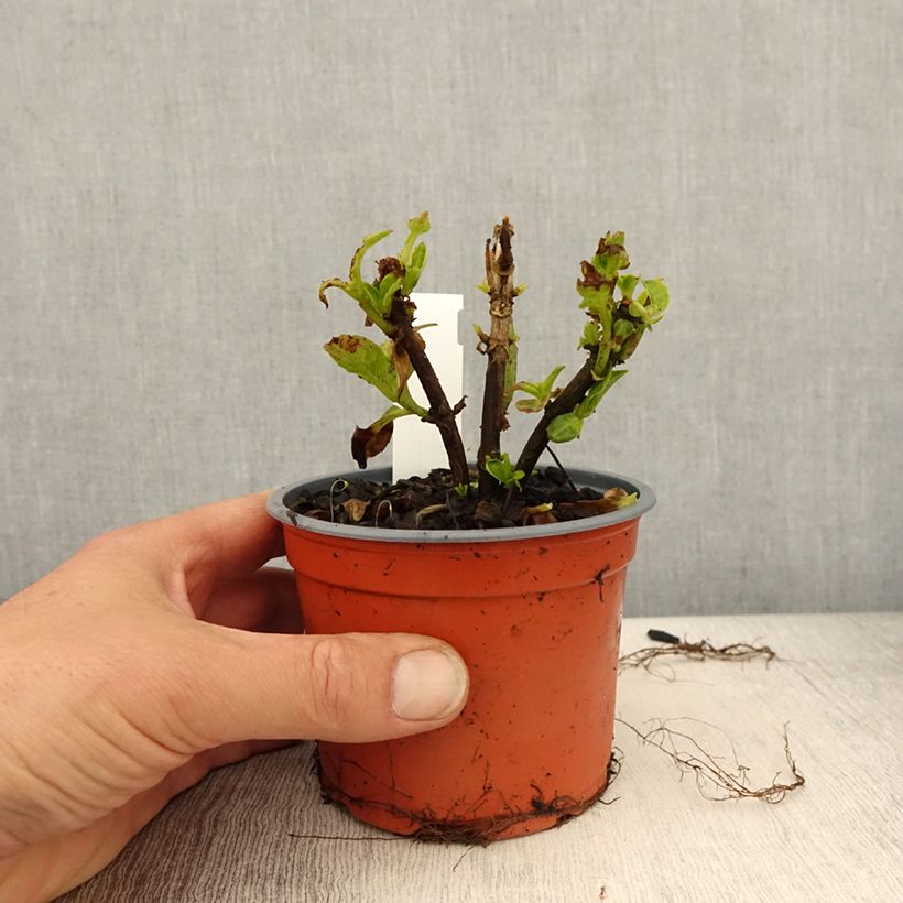 Exemplar von Hydrangea macrophylla Caipirinha - Bauernhortensie Topf 12 cm / 13 cm wie im Frühjahr geliefert