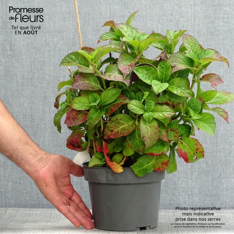 Exemplar von Hydrangea macrophylla Caipirinha - Bauernhortensie Topf mit 2L/3L wie im Sommer geliefert