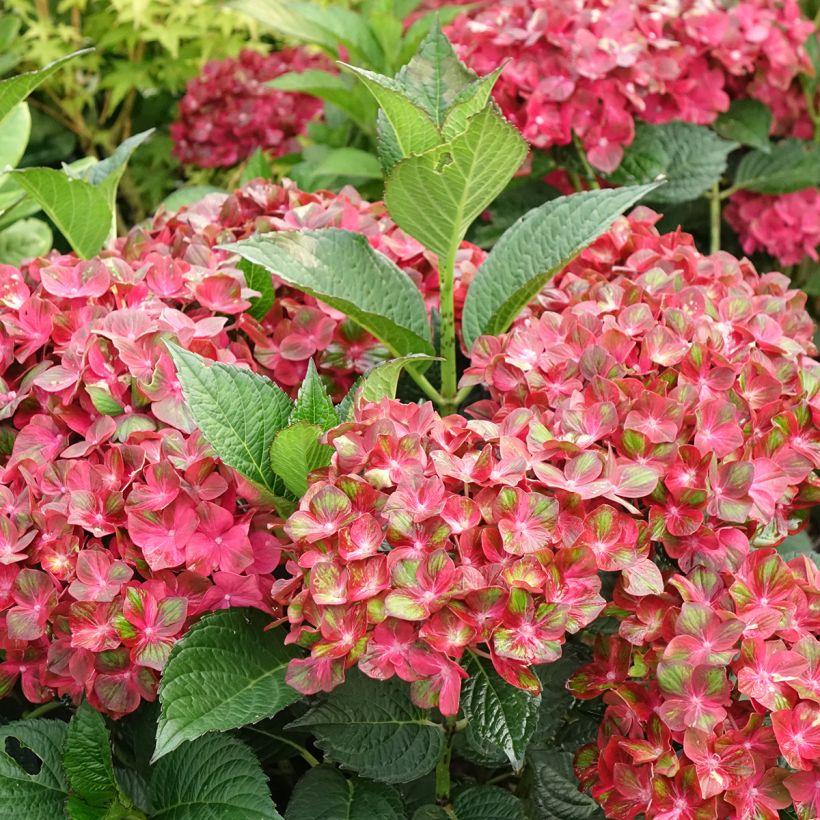Hydrangea macrophylla Chocolate Ever Belles - Bauernhortensie (Blüte)