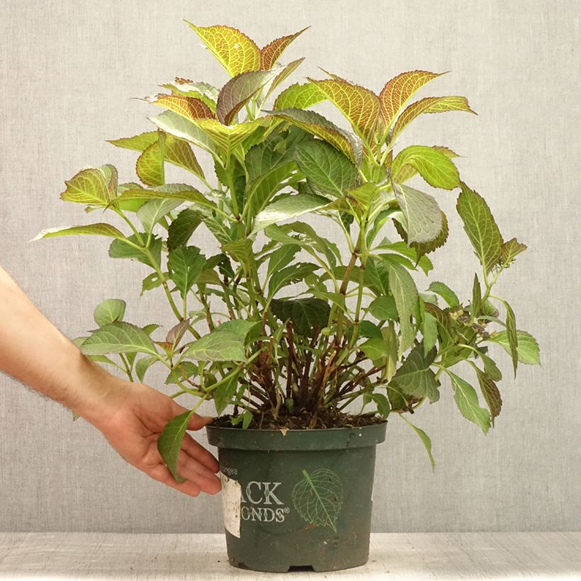 Exemplar von Hydrangea macrophylla Dark Angel Purple - Bauernhortensie Topf mit 4L/5L wie im Sommer geliefert