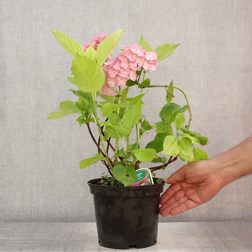 Exemplar von Hydrangea macrophylla Deutschland - Bauernhortensie Topf mit 2L/3L wie im Sommer geliefert
