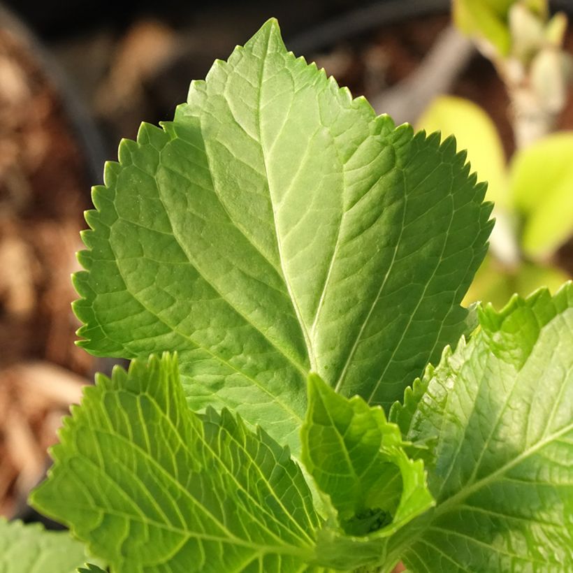 Hydrangea macrophylla Early Blue - Bauernhortensie (Laub)