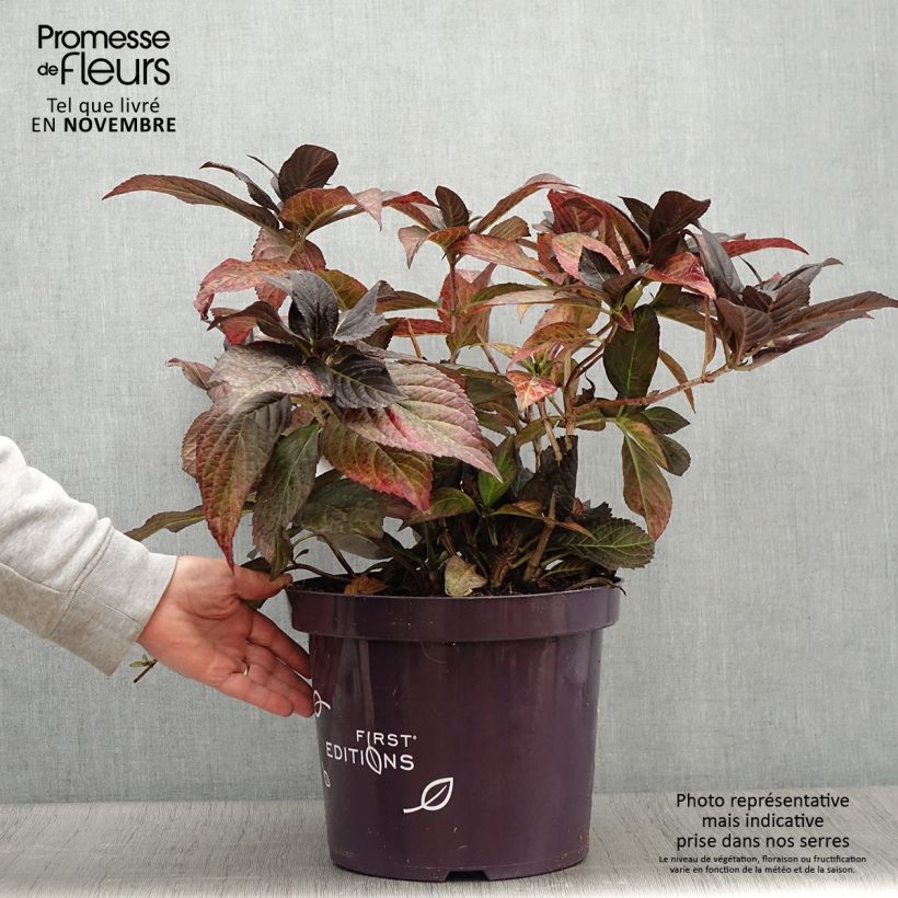 Exemplar von Hydrangea macrophylla Eclipse - Bauernhortensie Topf mit 3L/4L wie im Herbst geliefert