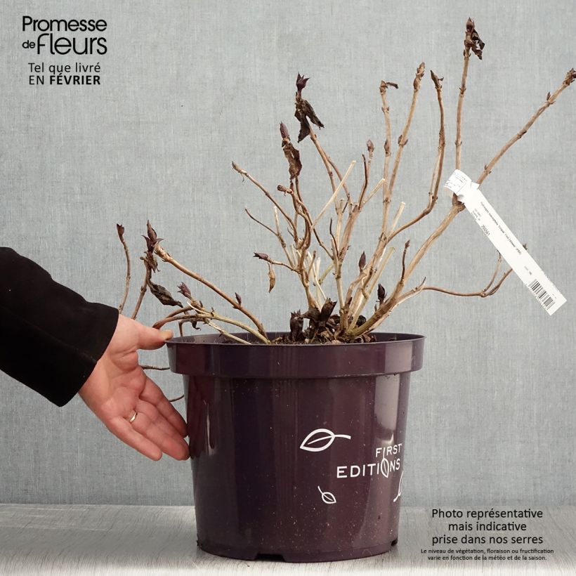 Exemplar von Hydrangea macrophylla Eclipse - Bauernhortensie Topf mit 3L/4LGelieferte Höhe ca. 30/+cm wie im Winter geliefert