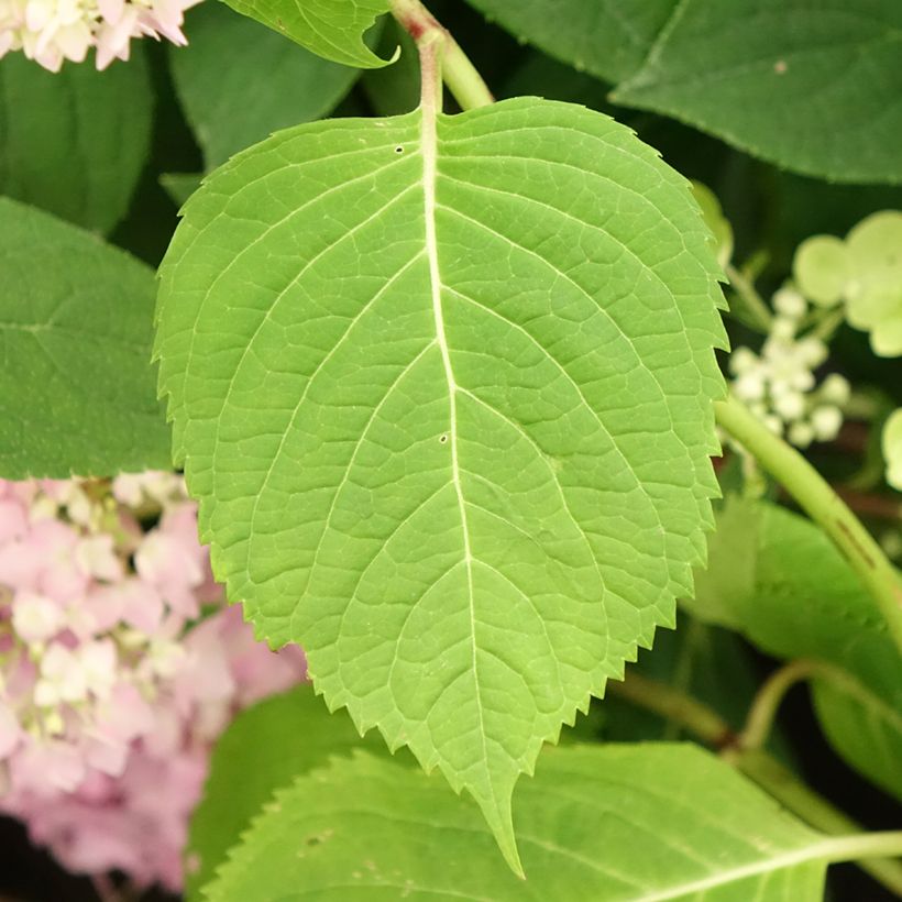 Hydrangea macrophylla Endless Summer The Original Blue - Bauernhortensie (Laub)