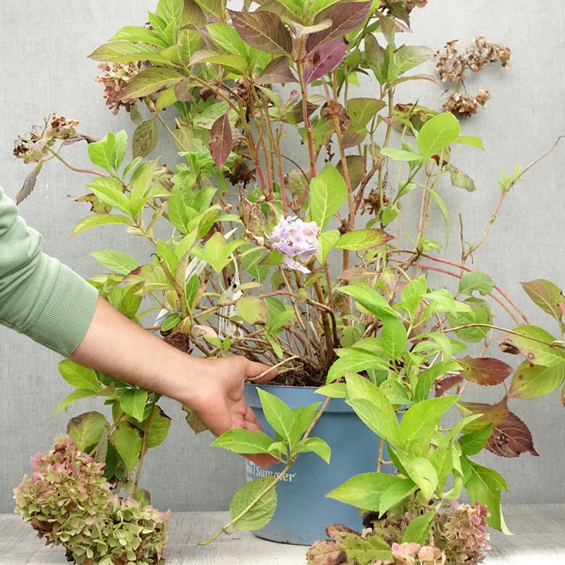 Exemplar von Hydrangea macrophylla Endless Summer The Original Blue - Bauernhortensie Topf mit 4L/5L wie im Sommer geliefert