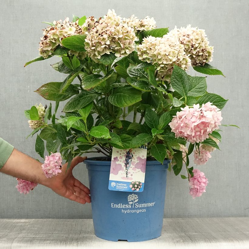 Exemplar von Hydrangea macrophylla Endless Summer The Original Pink - Bauernhortensie Topf mit 12L/15L wie im Sommer geliefert