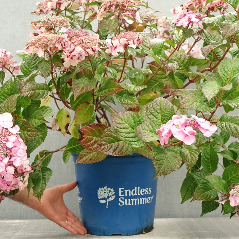 Exemplar von Hydrangea macrophylla Endless Summer Twist and Shout - Bauernhortensie Topf mit 12L/15L wie im Sommer geliefert