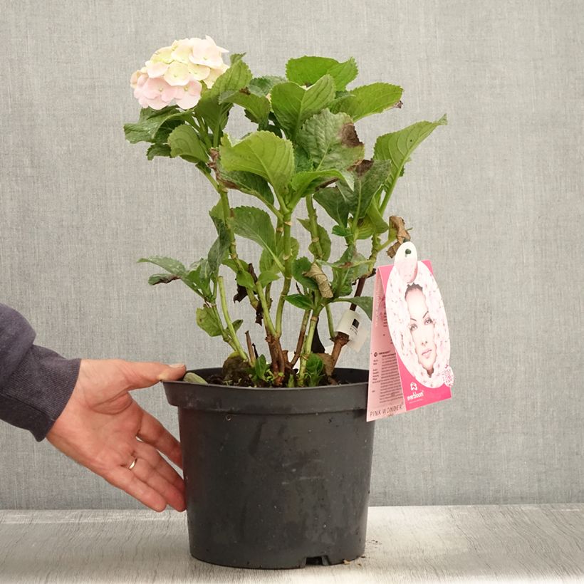 Exemplar von Hydrangea macrophylla Everbloom® Pink Wonder - Bauernhortensie Topf mit 4L/5L wie im Herbst geliefert