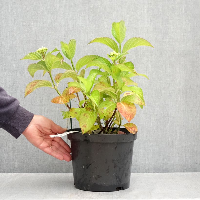 Exemplar von Hydrangea macrophylla Fantasia - Bauernhortensie Topf mit 3L/4L wie im Frühjahr geliefert