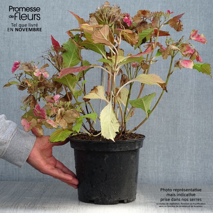 Exemplar von Hydrangea macrophylla Rendez-Vous French Cancan - Bauernhortensie Topf mit 4L/5L wie im Herbst geliefert