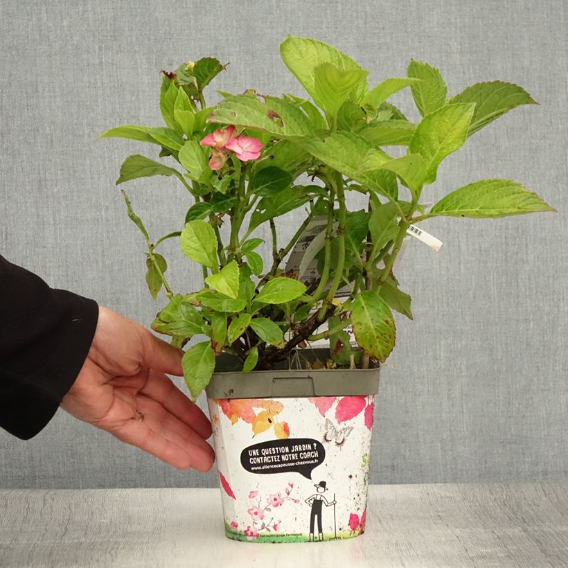 Exemplar von Hydrangea macrophylla Freudenstein - Bauernhortensie Topf mit 2L/3L wie im Sommer geliefert