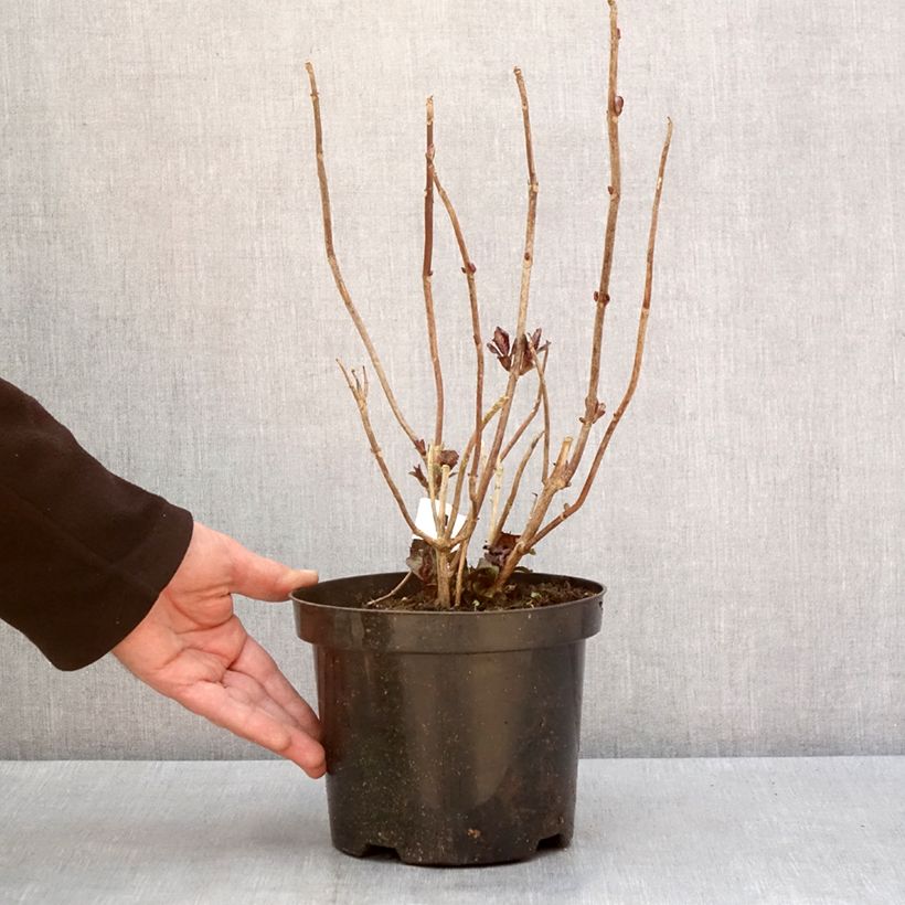 Exemplar von Hydrangea macrophylla 'Horcos' GRÄFIN COSEL ( SAXON® series ) - Bauernhortensie Topf mit 3L/4L wie im Winter geliefert
