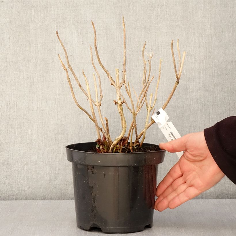 Exemplar von Hydrangea macrophylla 'Horcos' GRÄFIN COSEL ( SAXON® series ) - Bauernhortensie Topf mit 3L/4LGelieferte Höhe ca. 25/30cm wie im Frühjahr geliefert