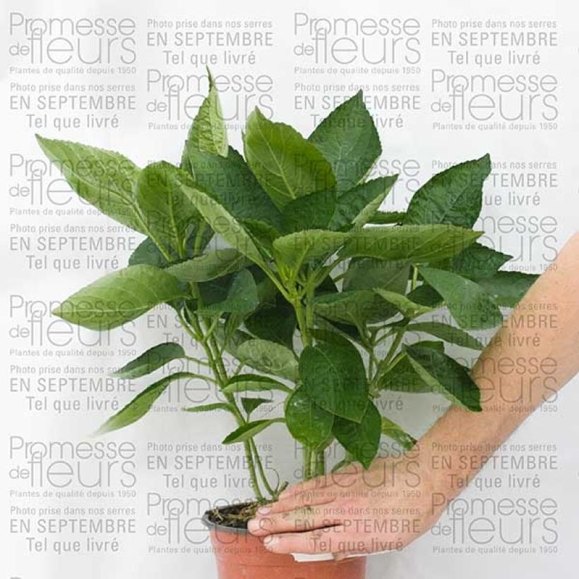 Beispiel eines Exemplars von Hydrangea macrophylla Great Star Blanc Bleu - Bauernhortensie Topf mit 2L/3LGelieferte Höhe ca. 10/20cm wie geliefert