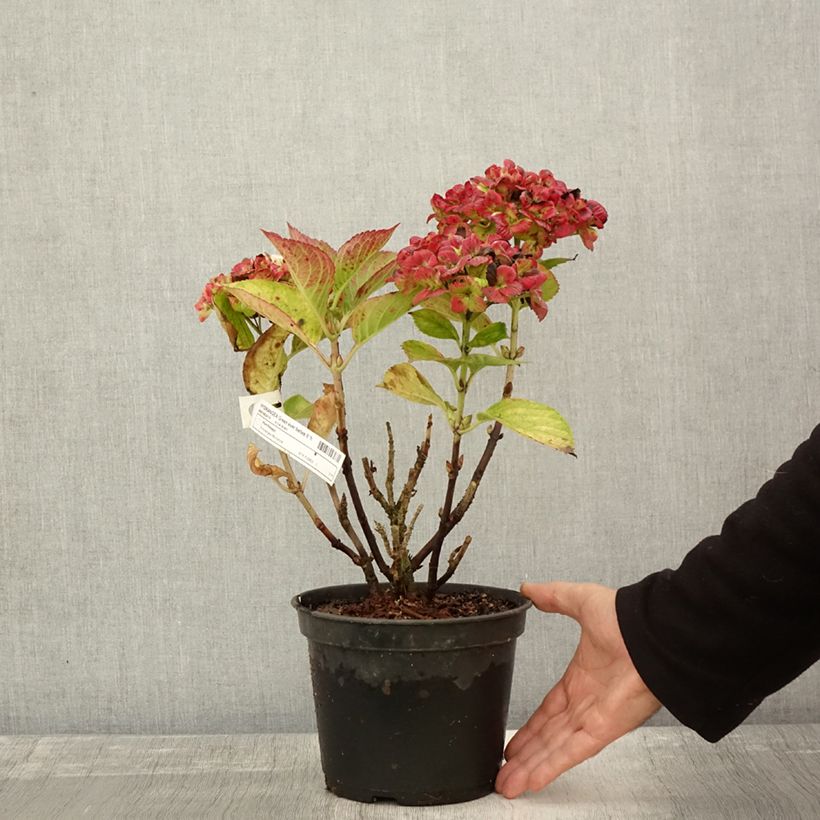 Exemplar von Hydrangea macrophylla Green Ever Belles - Bauernhortensie Topf mit 2L/3L wie im Herbst geliefert