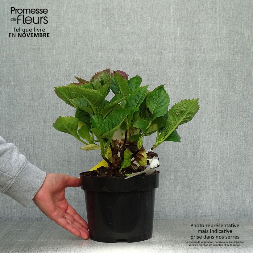 Exemplar von Hydrangea macrophylla Kardinal Violet - Bauernhortensie Topf mit 2L/3L wie im Herbst geliefert