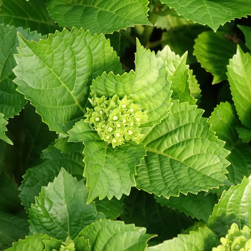 Hydrangea macrophylla Lady Mata Hari - Bauernhortensie (Laub)