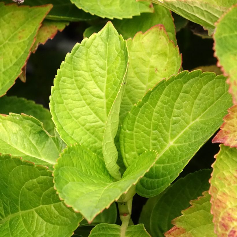 Hydrangea macrophylla Magical Coral rosa - Bauernhortensie (Laub)