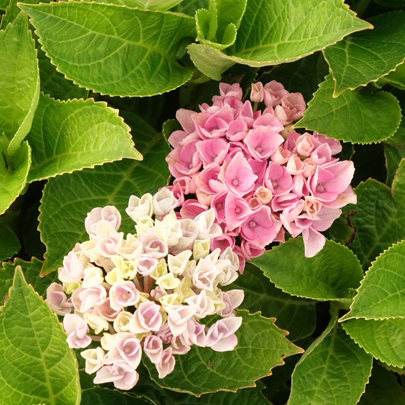 Hydrangea macrophylla Magical Coral rosa - Bauernhortensie (Blüte)