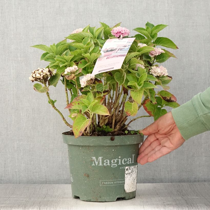 Exemplar von Hydrangea macrophylla Magical Coral rosa - Bauernhortensie Topf mit 4L/5L wie im Sommer geliefert