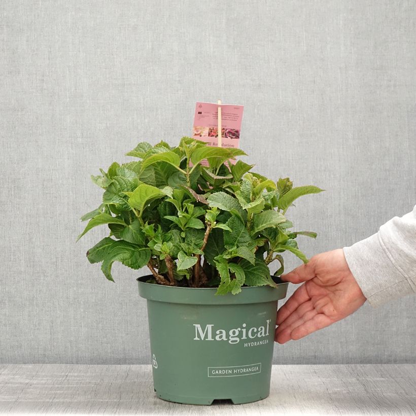 Exemplar von Hydrangea macrophylla Magical Coral rosa - Bauernhortensie Topf mit 4L/5L wie im Frühjahr geliefert