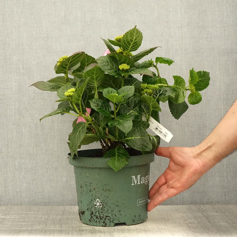 Exemplar von Hydrangea macrophylla Magical Jewel rosa - Bauernhortensie Topf mit 4L/5L wie im Frühjahr geliefert