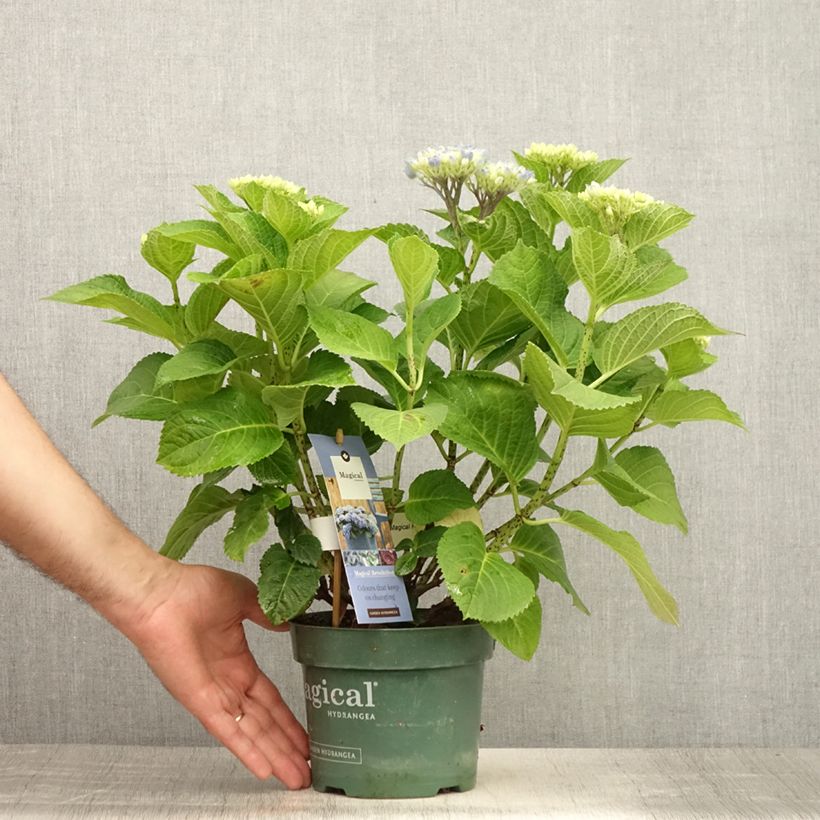 Exemplar von Hydrangea macrophylla Magical Revolution Bleu - Bauernhortensie Topf mit 1,5L/2L wie im Sommer geliefert