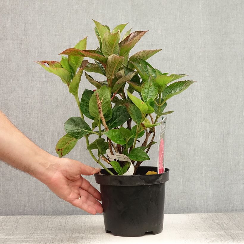 Exemplar von Hydrangea macrophylla Merveille Sanguine - Bauernhortensie Topf mit 2L/3L wie im Sommer geliefert