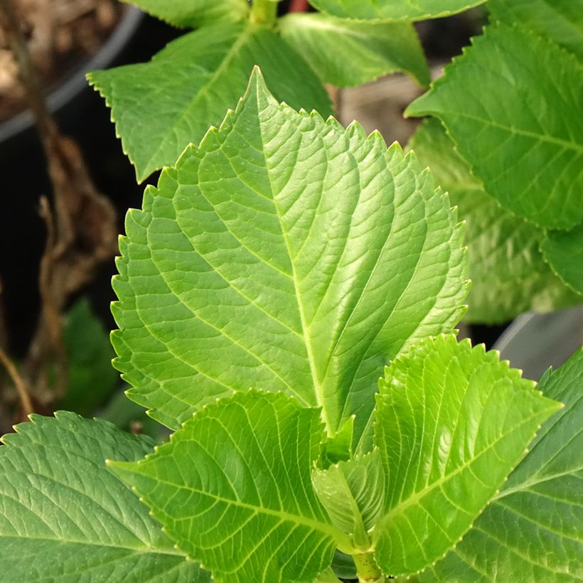 Hydrangea macrophylla Teller Messalina - Bauernhortensie (Laub)