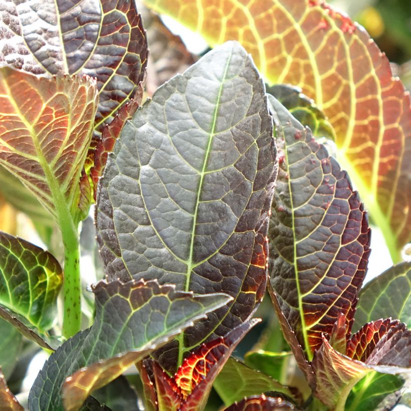 Hydrangea macrophylla 'Hokomamipe' Midnight Pearl - Bauernhortensie (Laub)