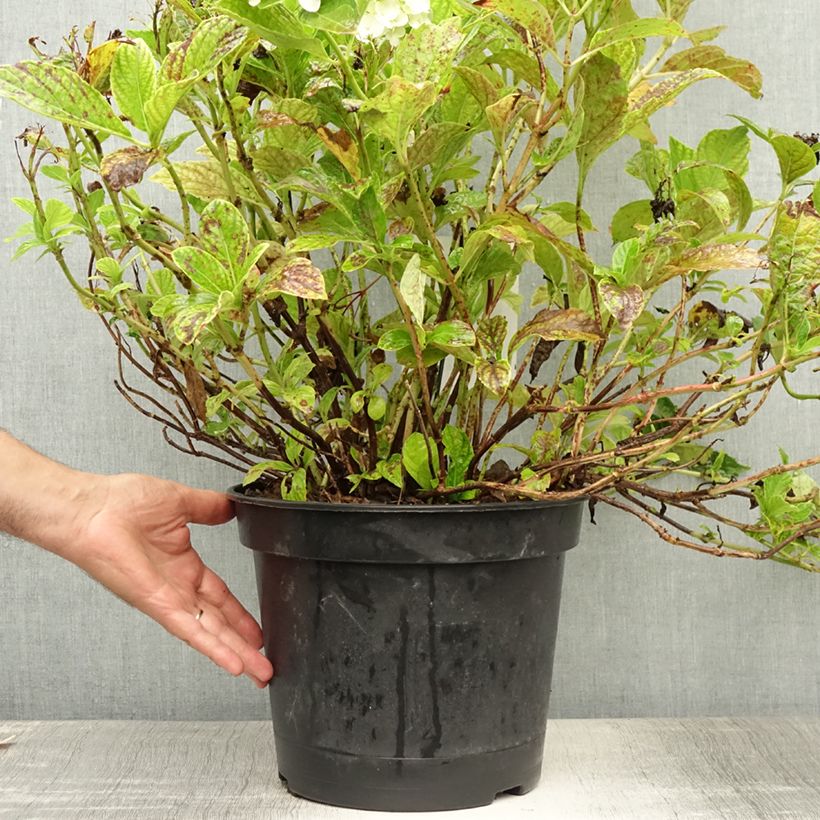Exemplar von Hydrangea macrophylla Mme Emile Mouillière - Bauernhortensie Topf mit 7,5L/10L wie im Sommer geliefert