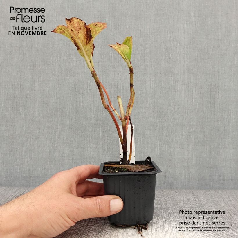 Exemplar von Hydrangea macrophylla Nikko Blue - Bauernhortensie Kleine Töpfe von 8/9 cm wie im Herbst geliefert