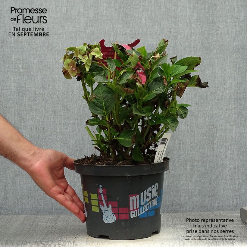 Exemplar von Hydrangea macrophylla Pink Pop - Bauernhortensie Topf mit 4L/5L wie im Herbst geliefert