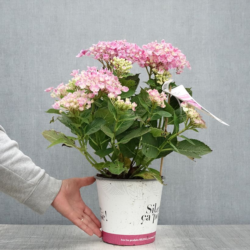 Exemplar von Hydrangea macrophylla Pinky Binder - Bauernhortensie Topf mit 4L/5L wie im Sommer geliefert