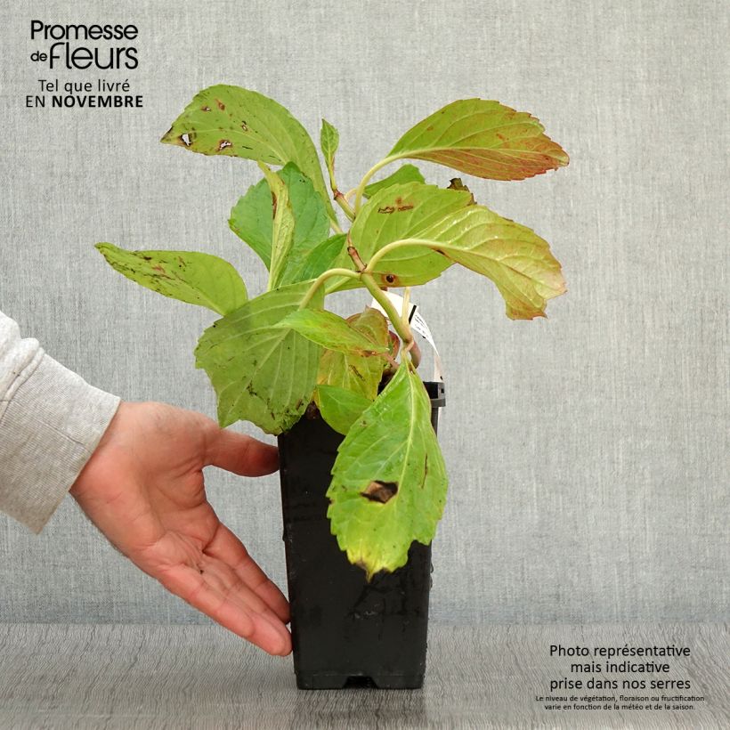Exemplar von Hydrangea macrophylla Princess Diana - Bauernhortensie Topf mit 1,5L/2L wie im Herbst geliefert