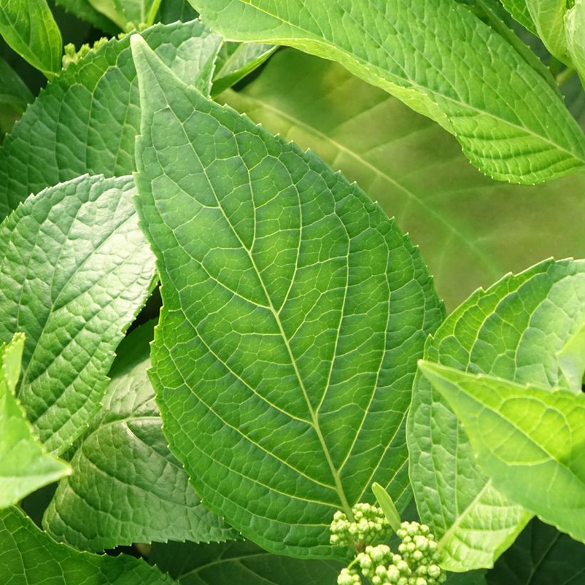 Hydrangea macrophylla Princess Diana - Bauernhortensie (Laub)