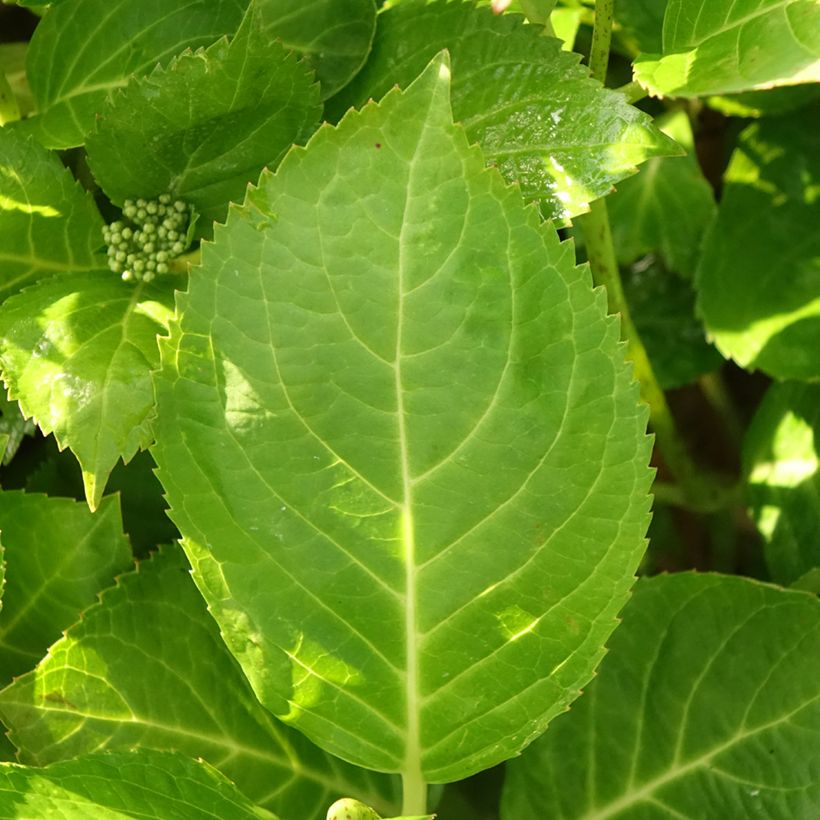 Hydrangea macrophylla Rahic - Bauernhortensie (Laub)