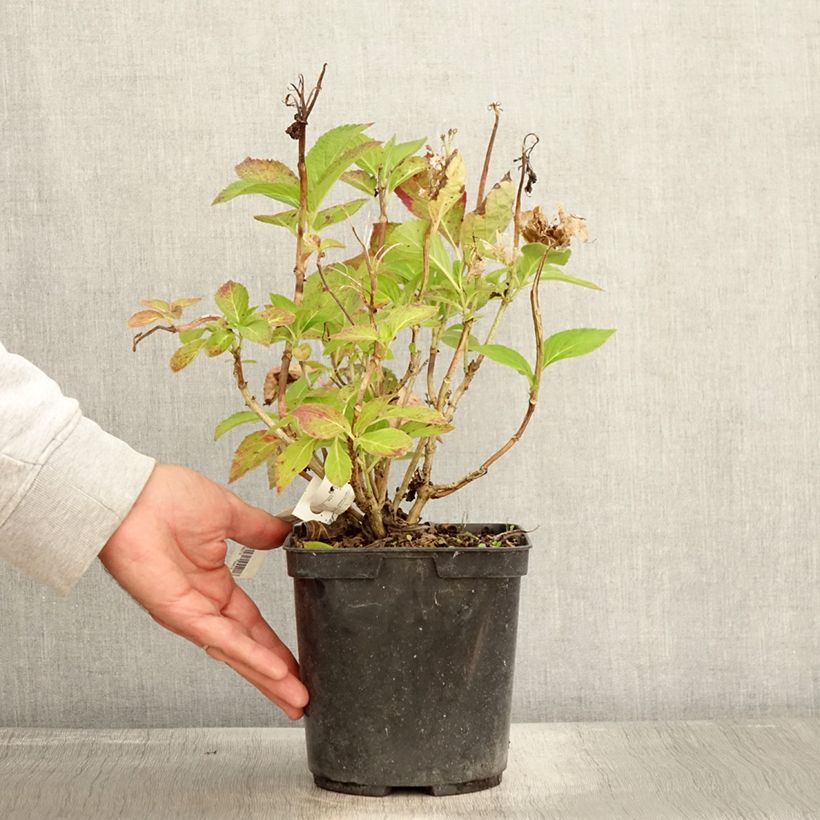Exemplar von Hydrangea macrophylla Rahic - Bauernhortensie Topf mit 3L/4L wie im Herbst geliefert